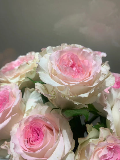 Rose 'Goddess of the Luo River' 洛神