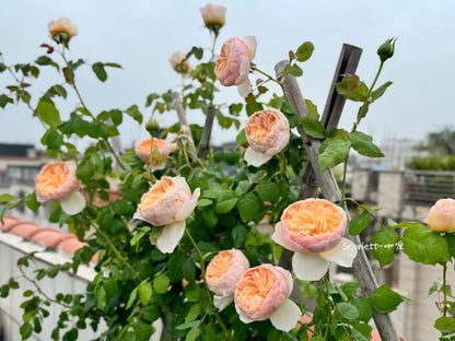 Rose 'Han Xian' 涵仙  - New Varieties 2021
