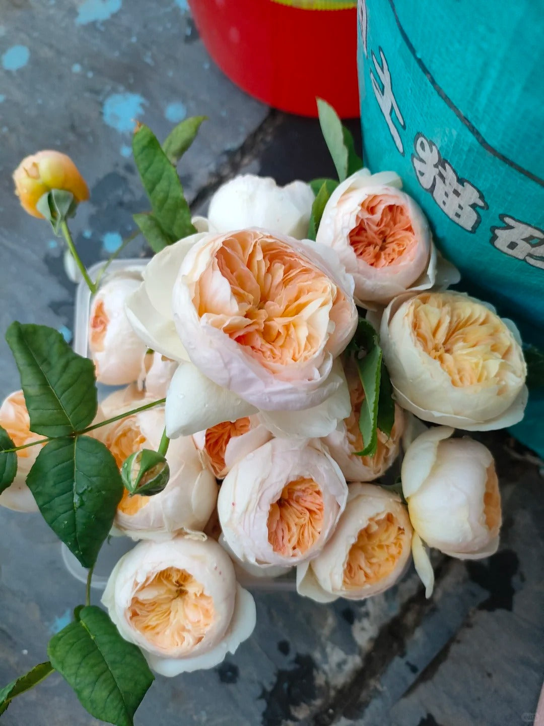 Rose 'Han Xian' 涵仙  - New Varieties 2021