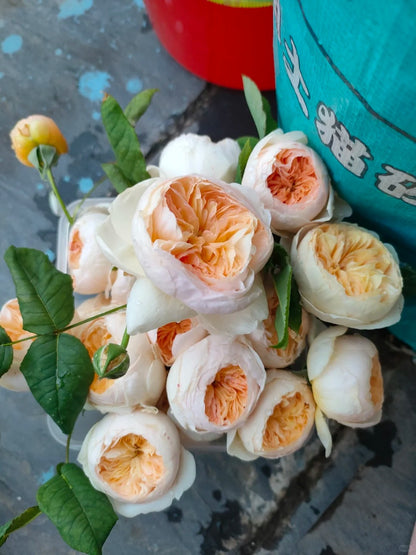 Rose 'Han Xian' 涵仙  - New Varieties 2021