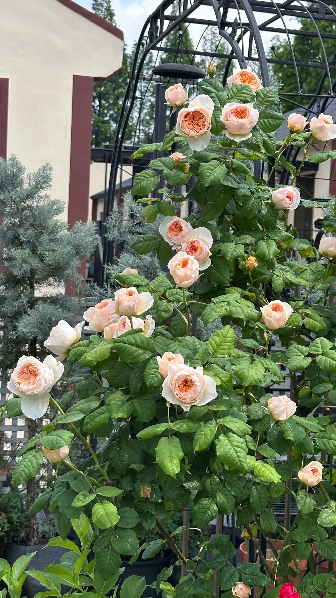 Rose 'Han Xian' 涵仙  - New Varieties 2021
