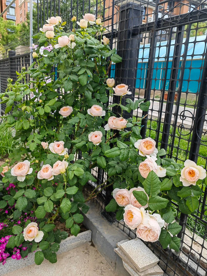 Rose 'Han Xian' 涵仙  - New Varieties 2021