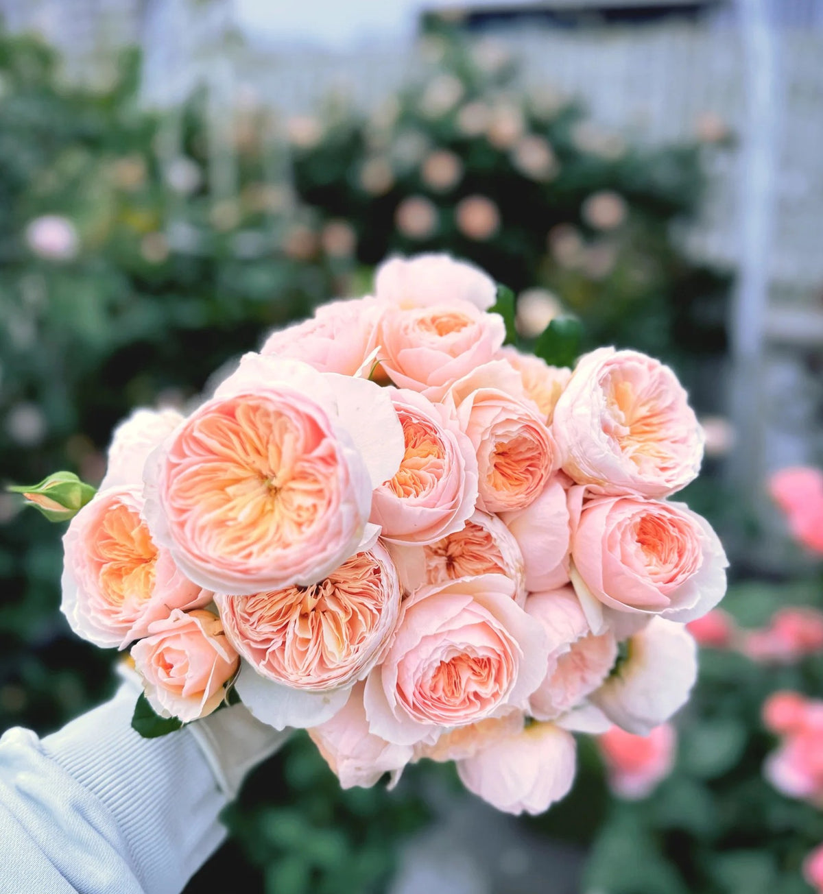 Rose 'Han Xian' 涵仙  - New Varieties 2021
