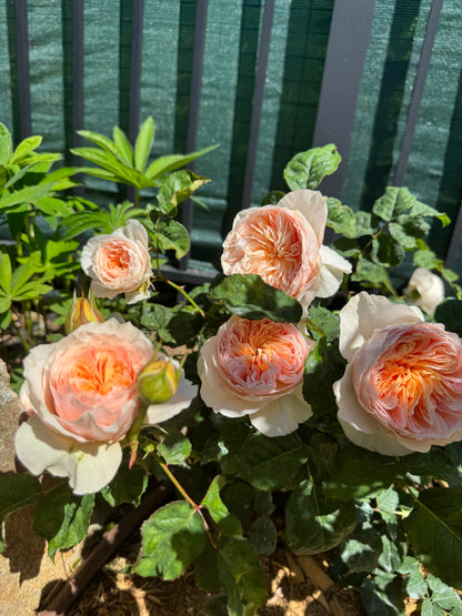 Rose 'Han Xian' 涵仙  - New Varieties 2021