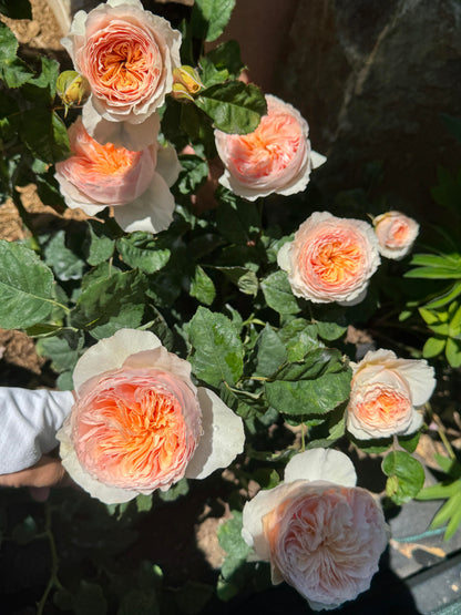 Rose 'Han Xian' 涵仙  - New Varieties 2021