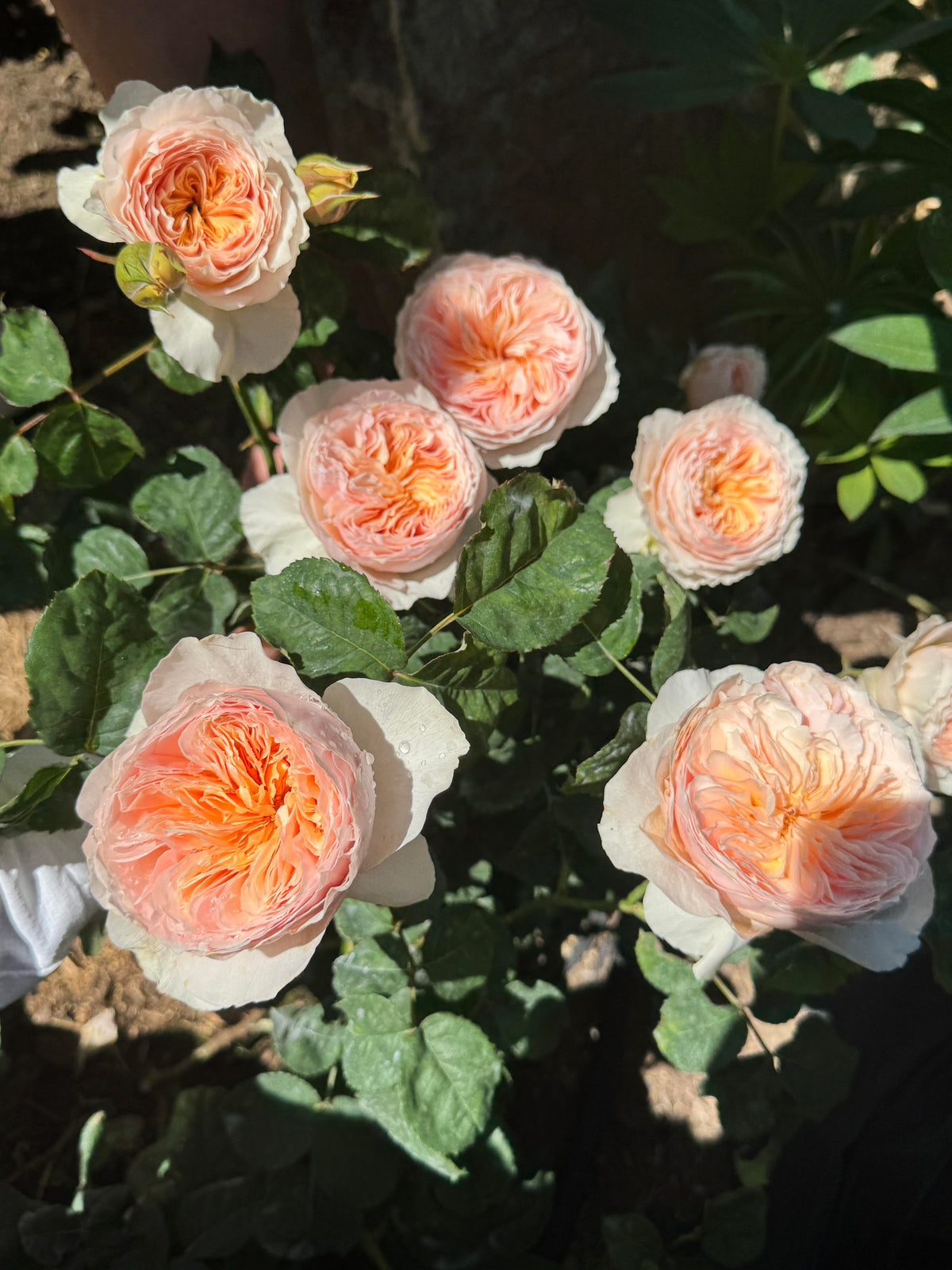 Rose 'Han Xian' 涵仙  - New Varieties 2021