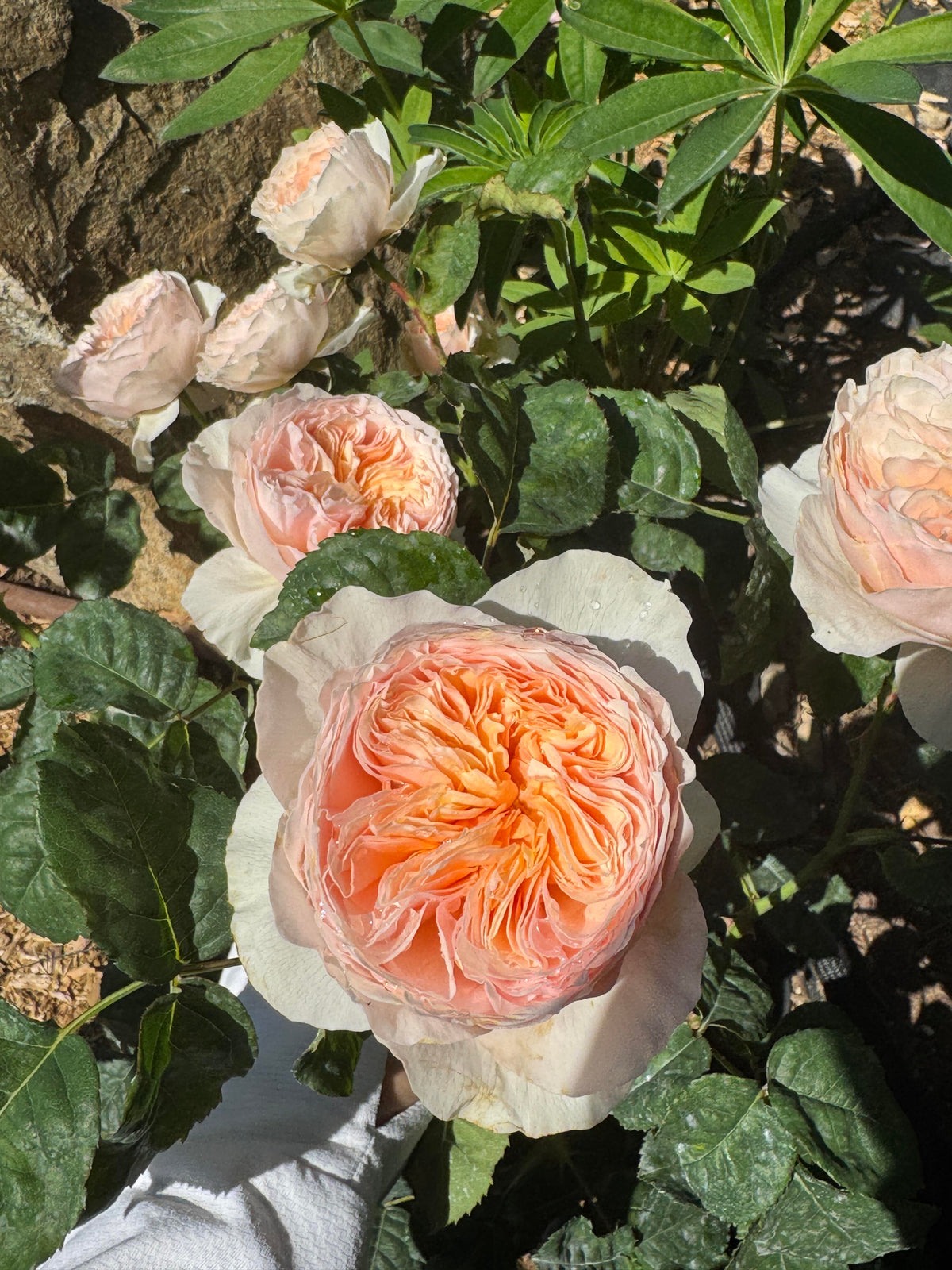 Rose 'Han Xian' 涵仙  - New Varieties 2021