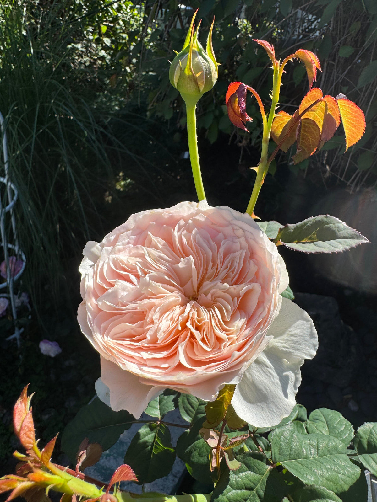 Rose 'Han Xian' 涵仙  - New Varieties 2021