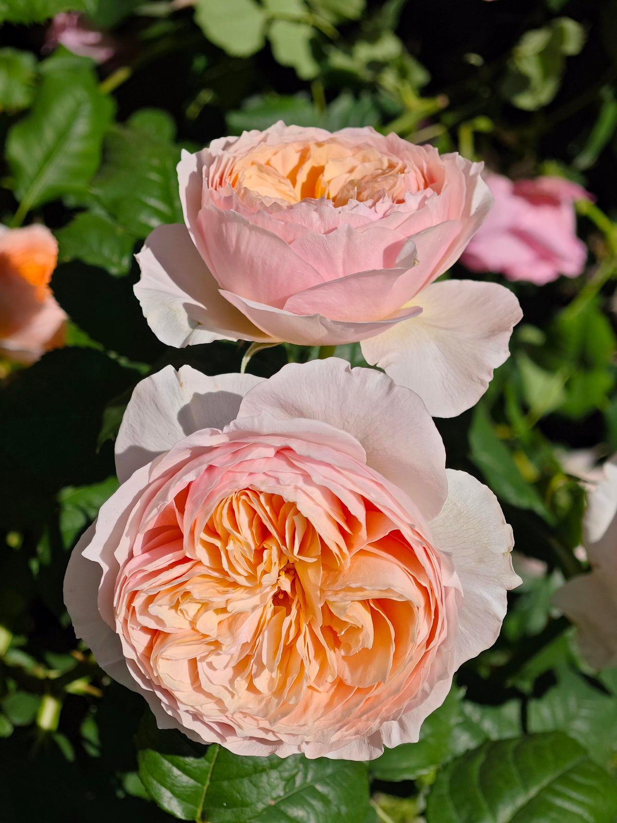 Rose 'Han Xian' 涵仙  - New Varieties 2021