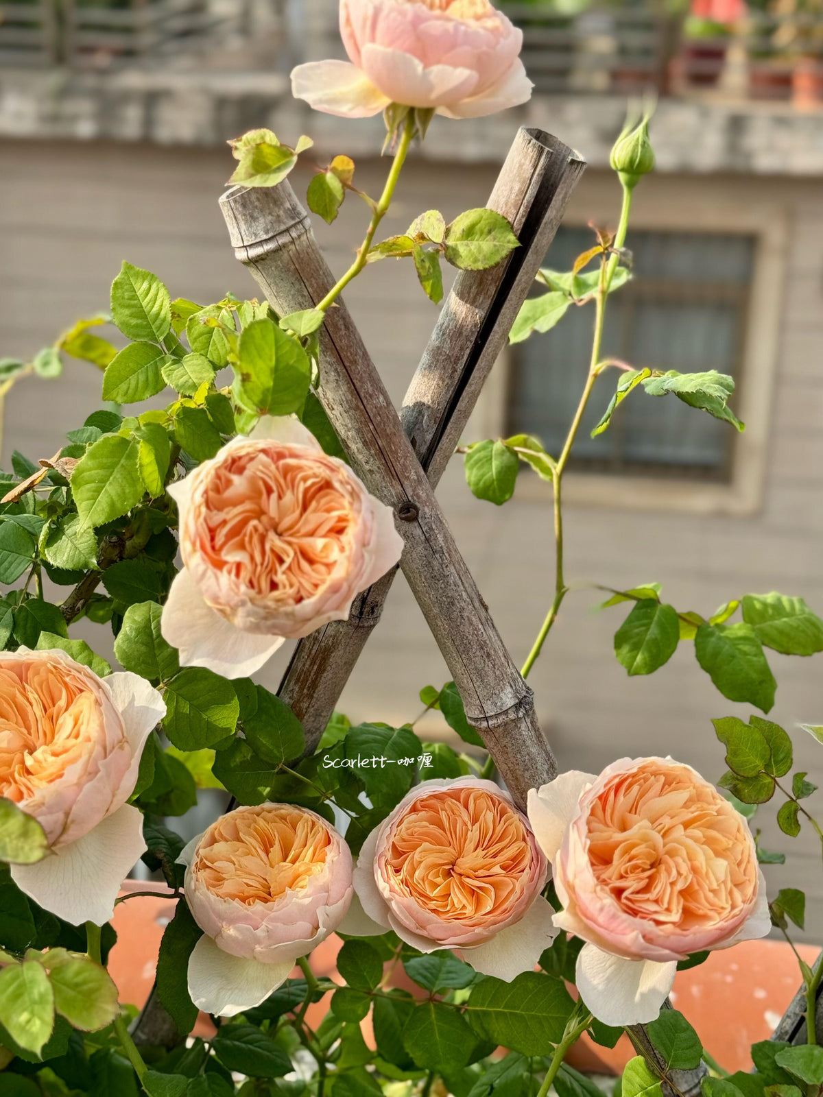 Rose 'Han Xian' 涵仙  - New Varieties 2021