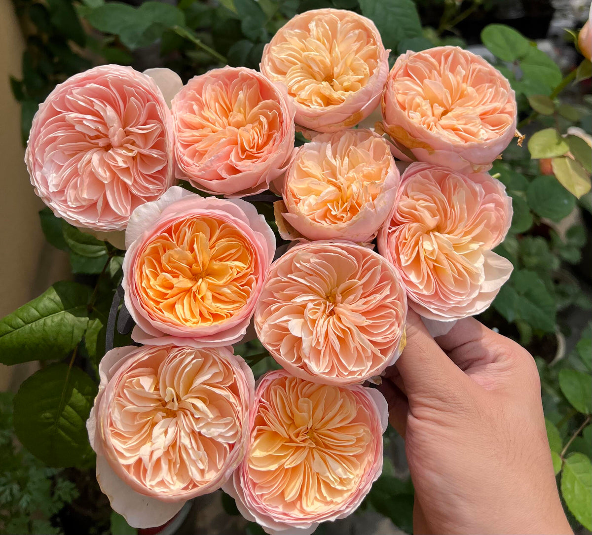 Rose 'Han Xian' 涵仙  - New Varieties 2021