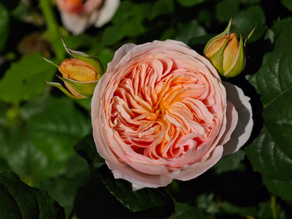 Rose 'Han Xian' 涵仙  - New Varieties 2021