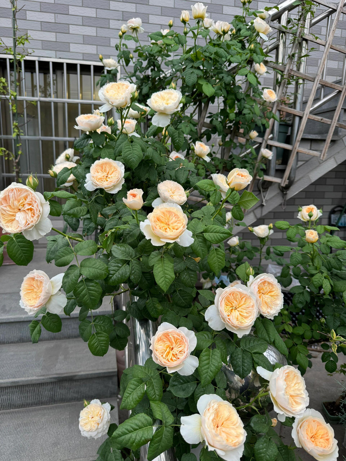 Rose 'Han Xian' 涵仙  - New Varieties 2021