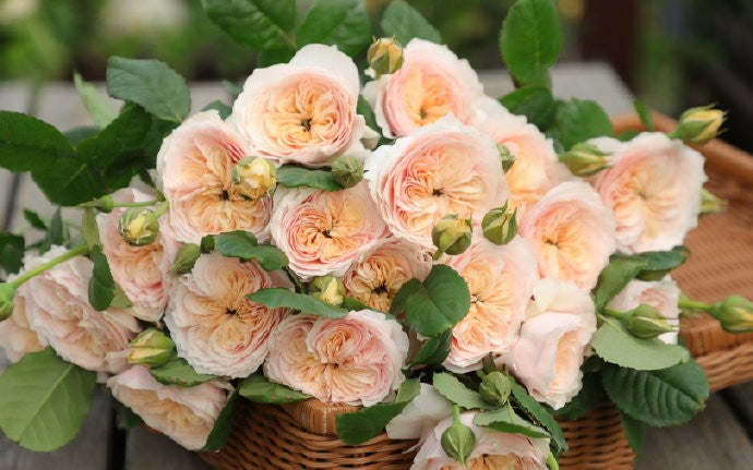 Rose 'Han Xian' 涵仙  - New Varieties 2021