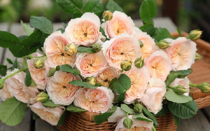 Rose 'Han Xian' 涵仙  - New Varieties 2021