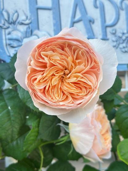 Rose 'Han Xian' 涵仙  - New Varieties 2021