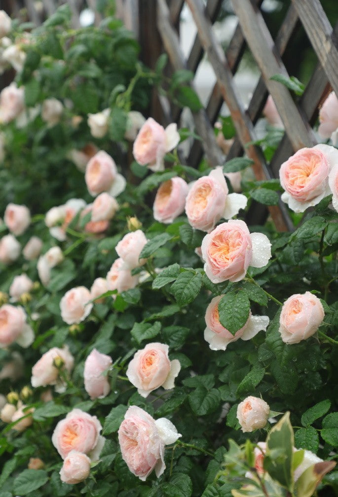 Rose 'Han Xian' 涵仙  - New Varieties 2021
