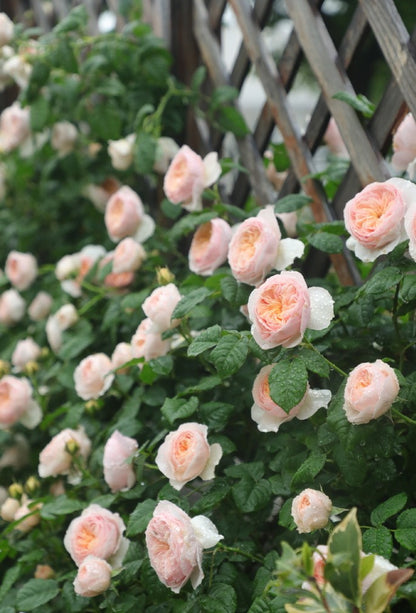 Rose 'Han Xian' 涵仙  - New Varieties 2021