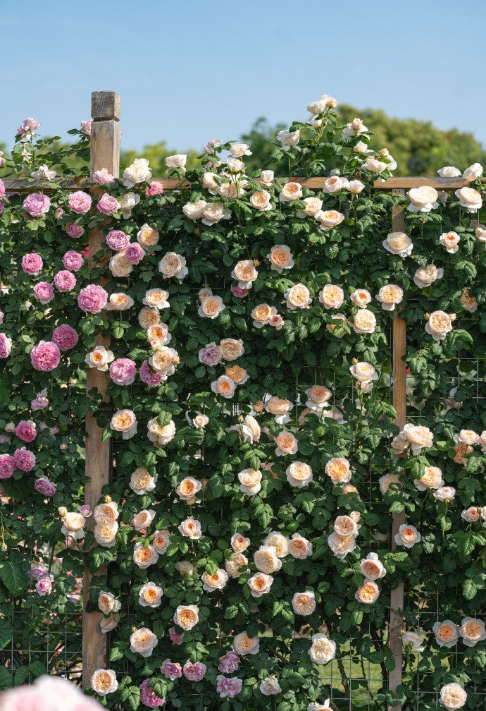 Rose 'Han Xian' 涵仙  - New Varieties 2021