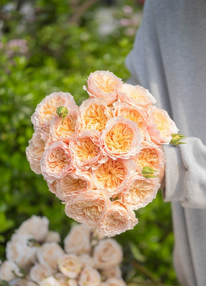 Rose 'Han Xian' 涵仙  - New Varieties 2021