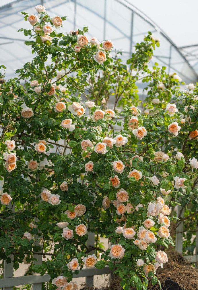 Rose 'Han Xian' 涵仙  - New Varieties 2021