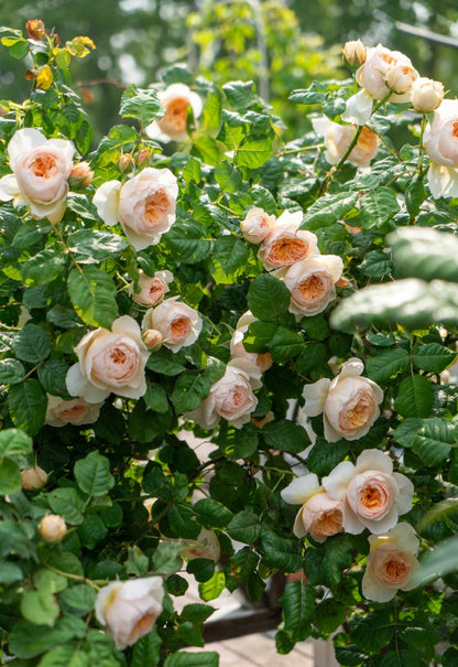 Rose 'Han Xian' 涵仙  - New Varieties 2021