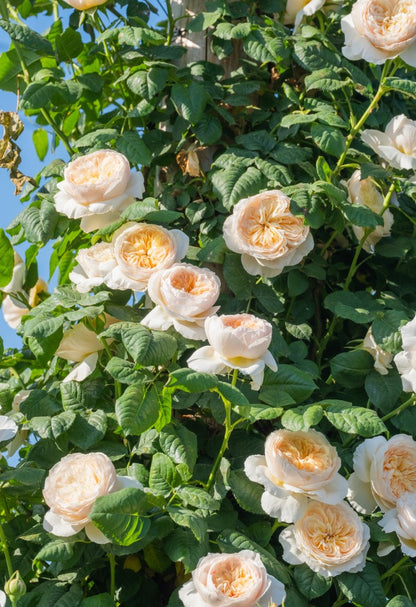 Rose 'Han Xian' 涵仙  - New Varieties 2021