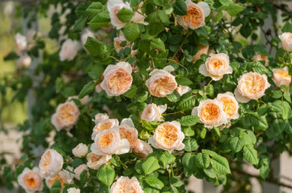 Rose 'Han Xian' 涵仙  - New Varieties 2021