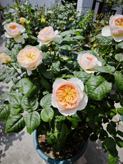 Rose 'Han Xian' 涵仙  - New Varieties 2021