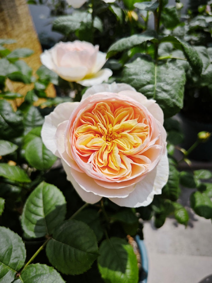 Rose 'Han Xian' 涵仙  - New Varieties 2021