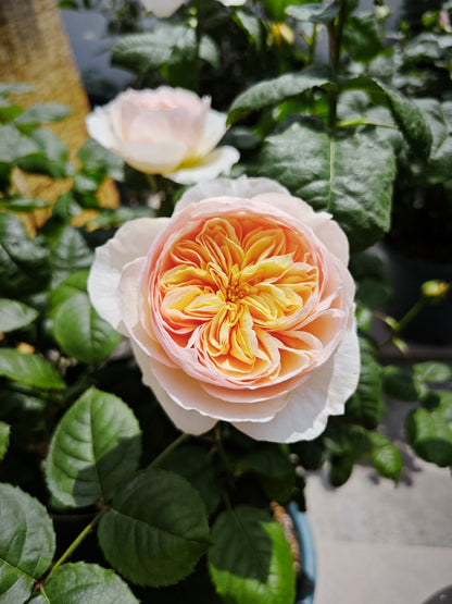 Rose 'Han Xian' 涵仙  - New Varieties 2021