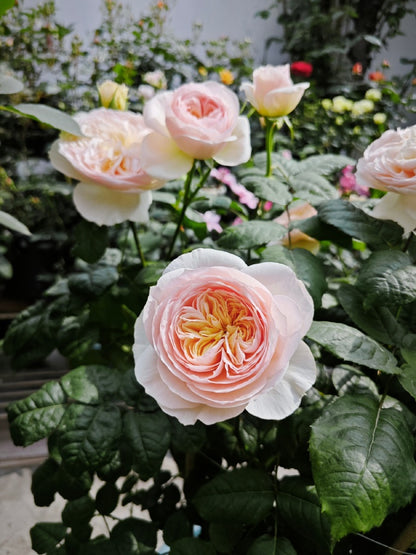 Rose 'Han Xian' 涵仙  - New Varieties 2021