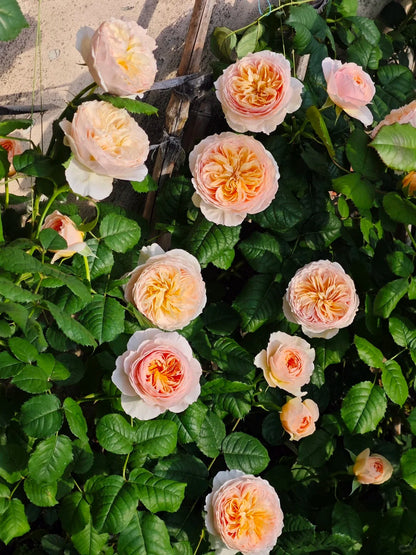 Rose 'Han Xian' 涵仙  - New Varieties 2021