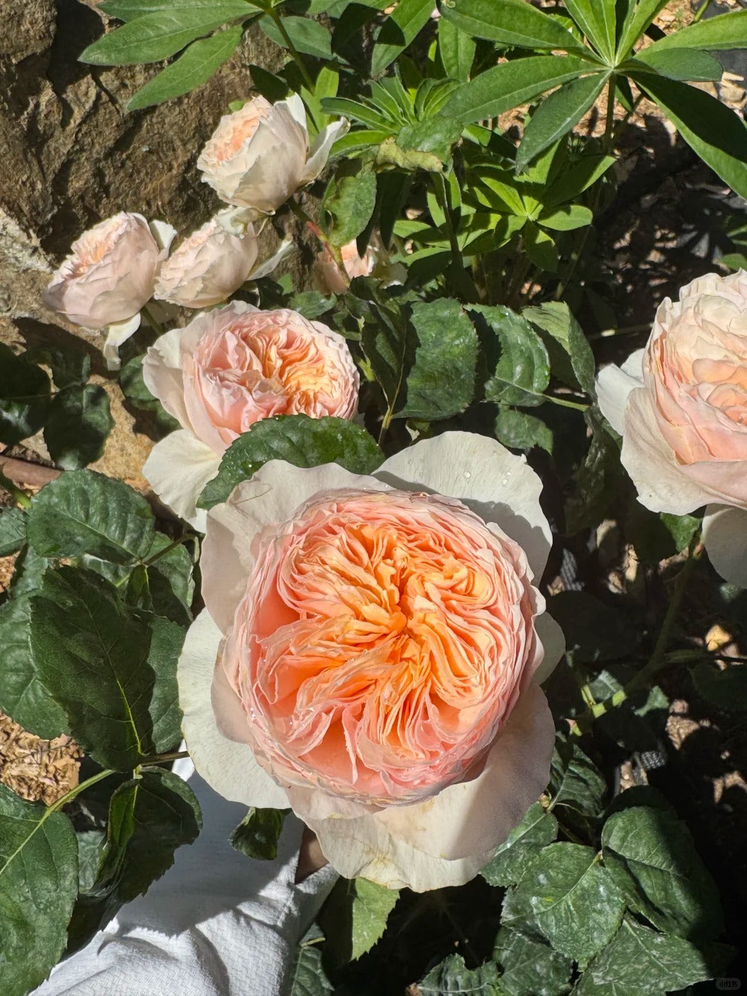 Rose 'Han Xian' 涵仙  - New Varieties 2021
