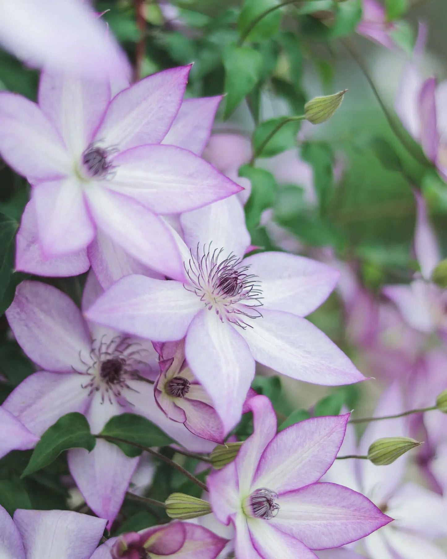 Clematis ''Utopia｜ユートピア| 乌托邦''