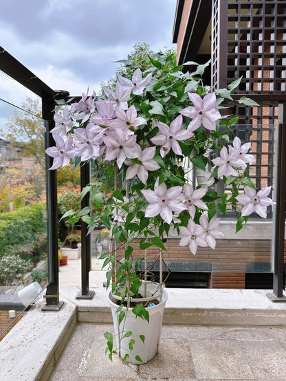 Clematis ''Utopia｜ユートピア| 乌托邦''
