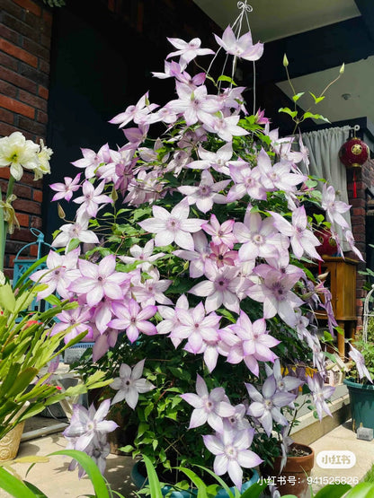 Clematis ''Utopia｜ユートピア| 乌托邦''
