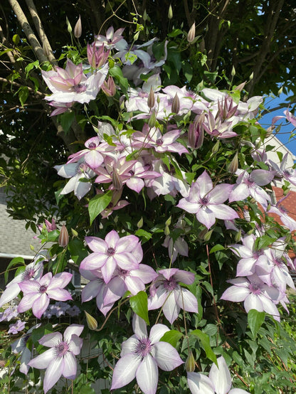 Clematis ''Utopia｜ユートピア| 乌托邦''