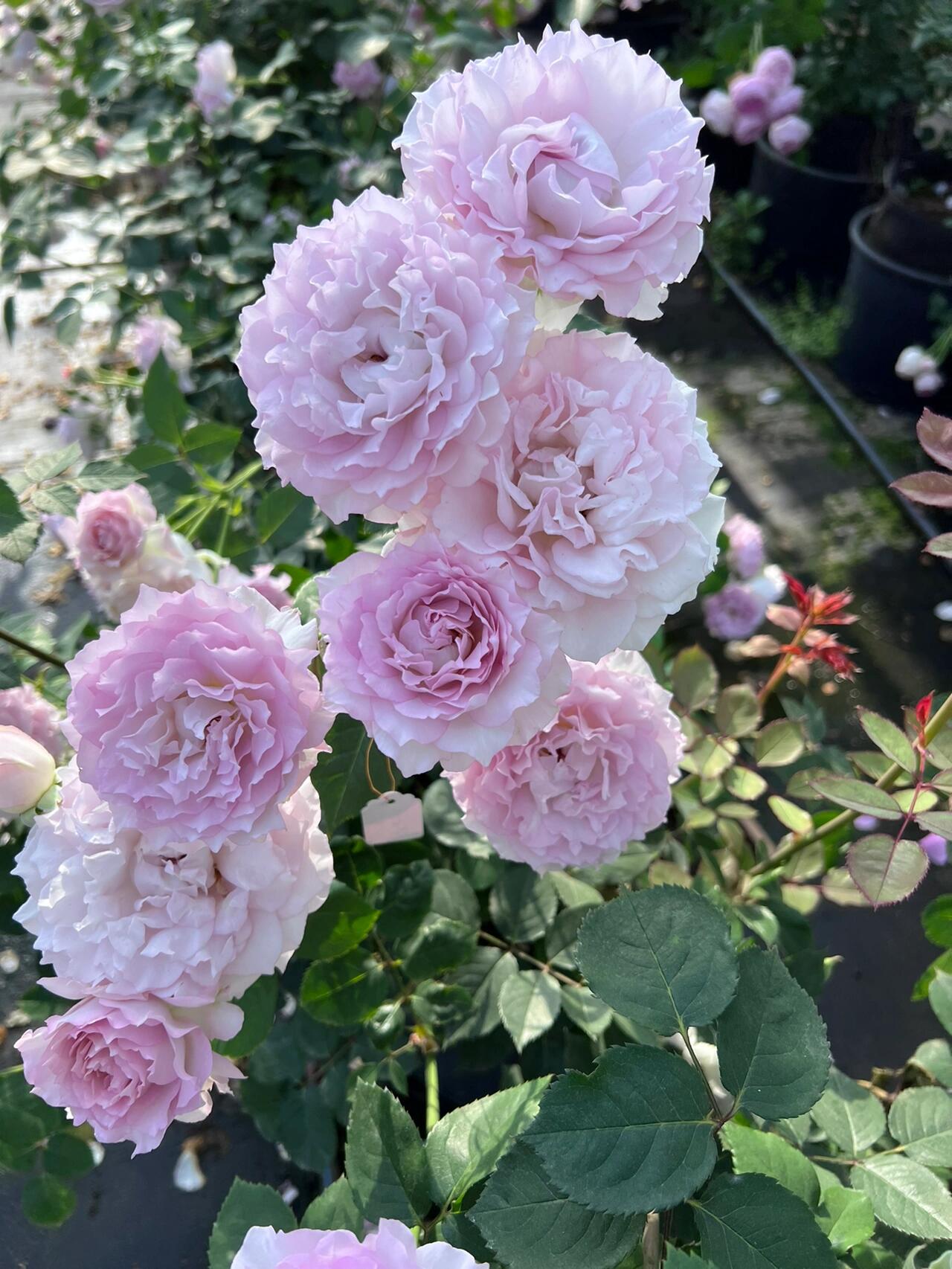 Rose  ’ Lu Ning Xiang｜露凝香 - New 2022