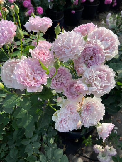 Rose  ’ Lu Ning Xiang｜露凝香 - New 2022
