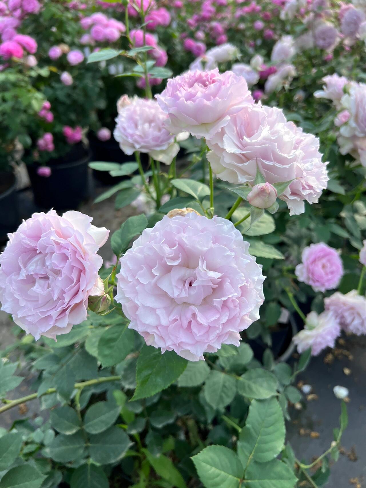 Rose  ’ Lu Ning Xiang｜露凝香 - New 2022