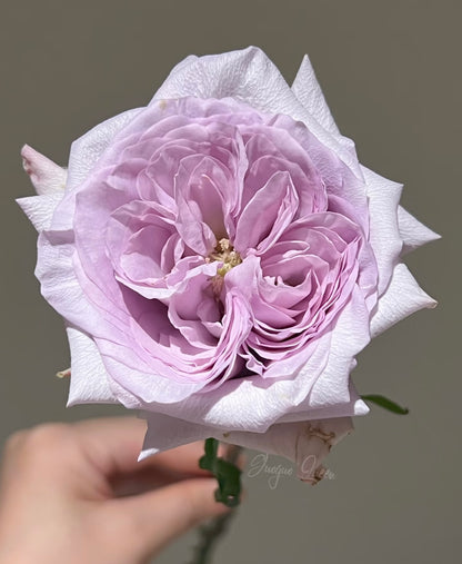 Rose  ‘ Purple O'Hara ’  紫荔枝