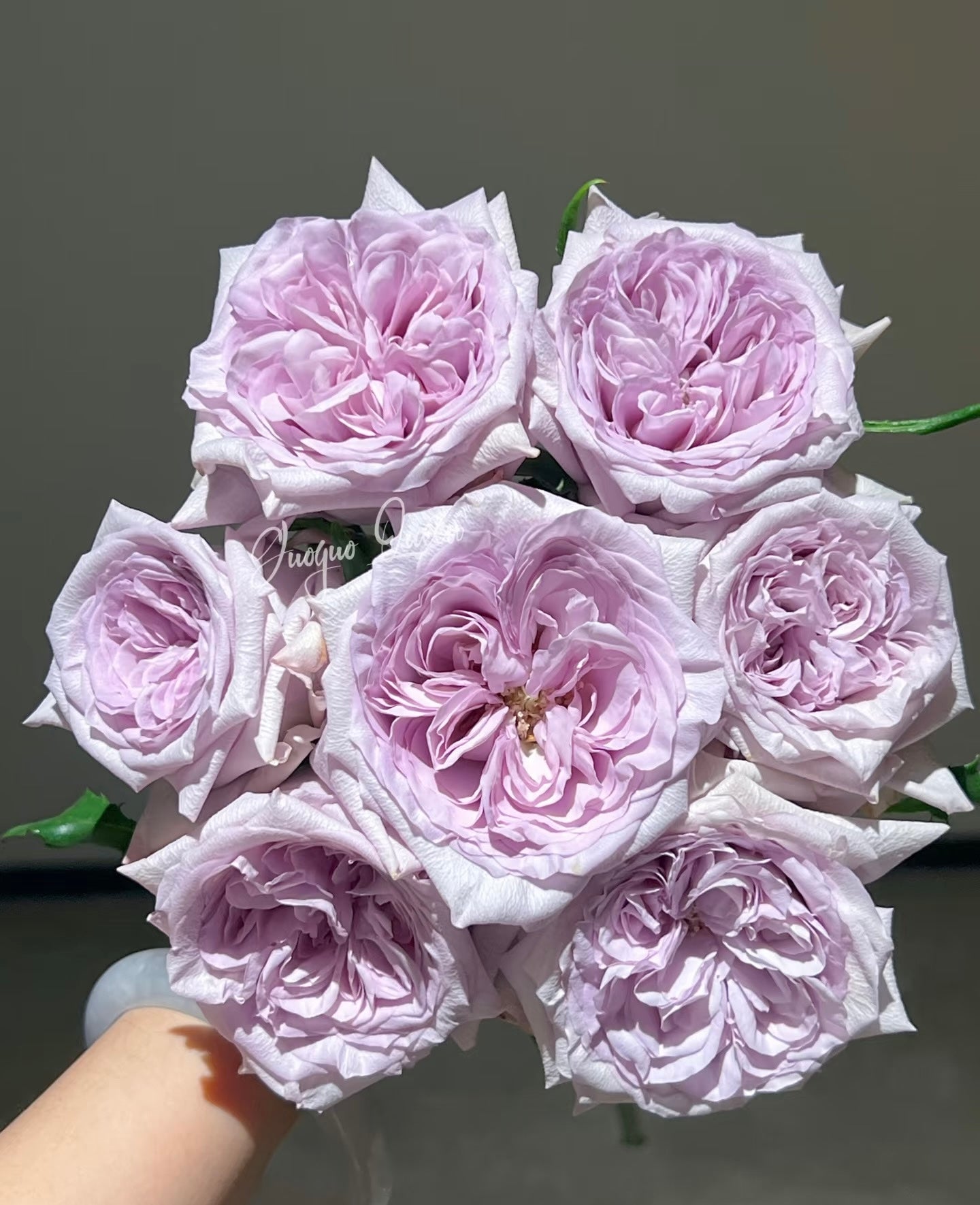 Rose  ‘ Purple O'Hara ’  紫荔枝