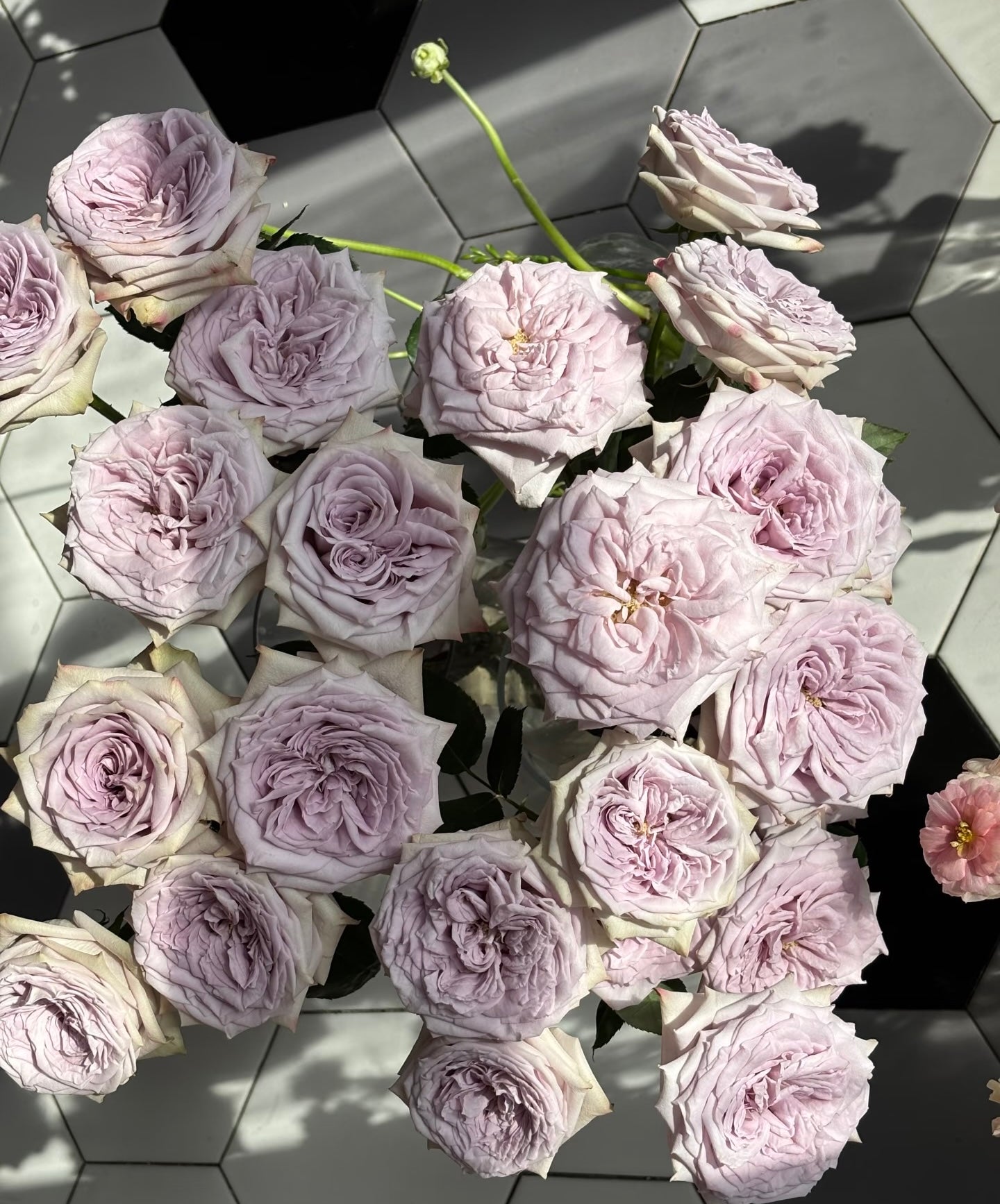 Rose  ‘ Purple O'Hara ’  紫荔枝