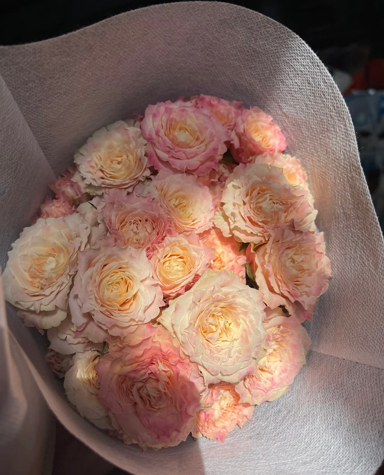 Rose  ‘ Dorothy Perkins ’桃乐丝