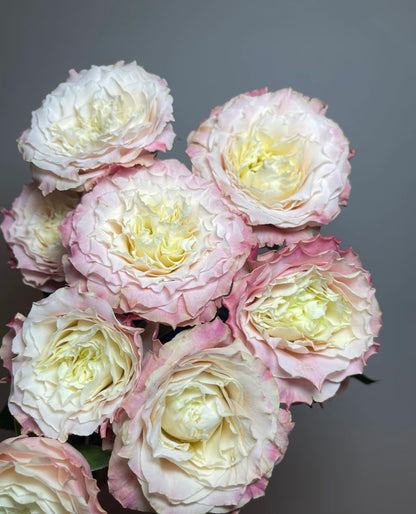 Rose  ‘ Dorothy Perkins ’桃乐丝