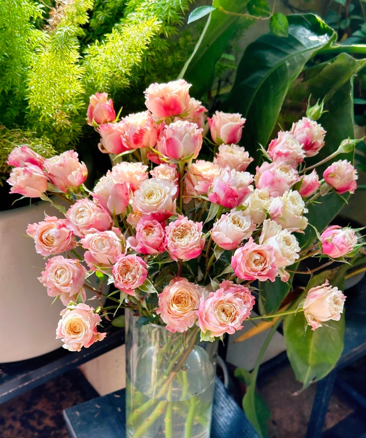 Rose  ‘ Dorothy Perkins ’桃乐丝