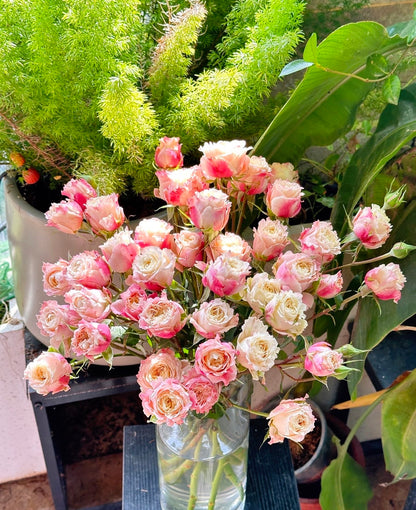 Rose  ‘ Dorothy Perkins ’桃乐丝