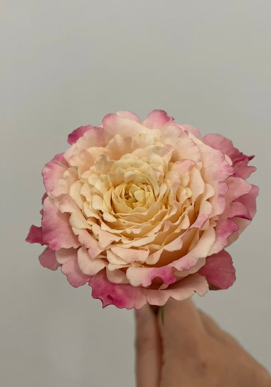 Rose  ‘ Dorothy Perkins ’桃乐丝