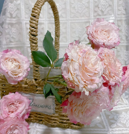 Rose  ‘ Dorothy Perkins ’桃乐丝